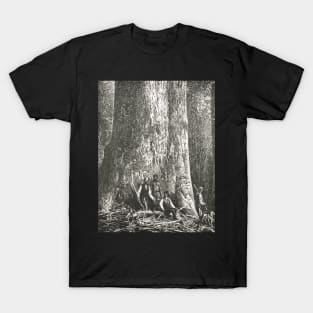 Big Ben, Giant tree, Victoria, Australia T-Shirt